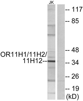 Olfactory receptor 11H1/11H2/11H12 antibody