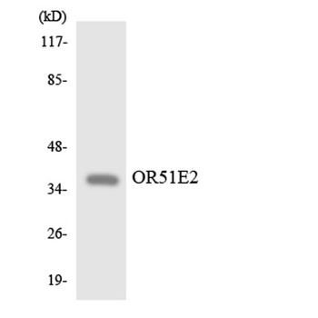 PSGR rabbit pAb Antibody
