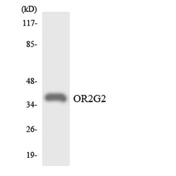 Olfactory receptor 2G2 antibody
