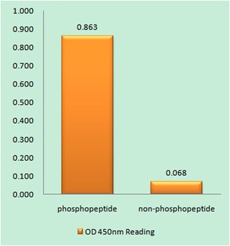 CaMKIIα/δ (phospho Thr286) rabbit pAb