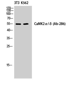 CaMKII alpha/delta antibody