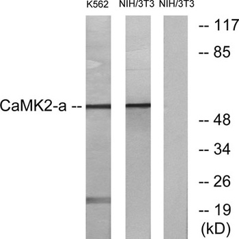 CaMKIIα/δ rabbit pAb