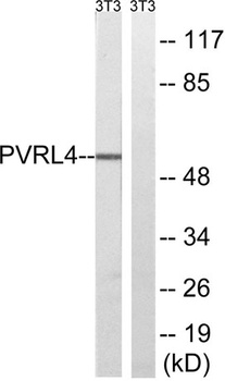 Nectin 4 rabbit pAb Antibody