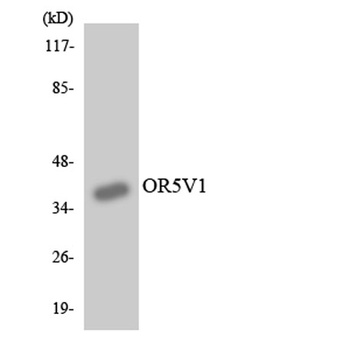 Olfactory receptor 5V1 rabbit pAb Antibody