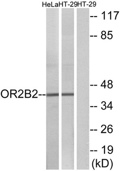 Olfactory receptor 2B2 rabbit pAb