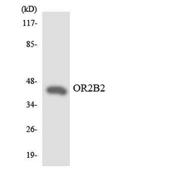 Olfactory receptor 2B2 rabbit pAb