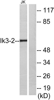 Cables2 antibody