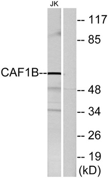 CAF-1 p60 antibody