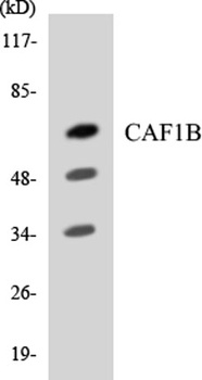 CAF-1 p60 antibody