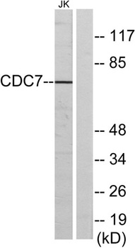 Cdc7 rabbit pAb