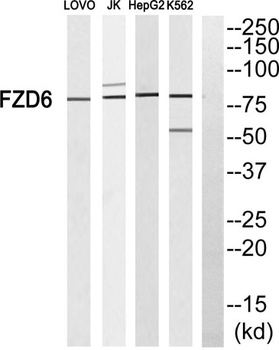 Frizzled-6 antibody