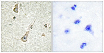 Protocadherin-11 rabbit pAb