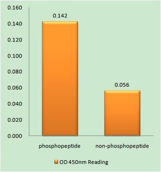 Histone H2A (phospho Thr121) rabbit pAb