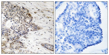 Histone H2A (phospho-Thr121) antibody