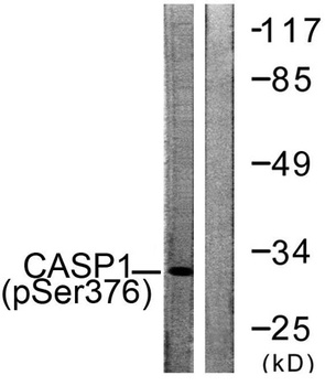 Caspase-1 (phospho-Ser376) antibody