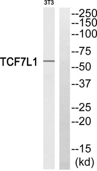 TCF-3 antibody