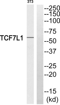 TCF-3 rabbit pAb