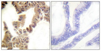 Caspase-2 (phospho Ser157) rabbit pAb