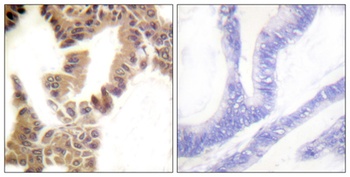 Caspase-2 (phospho Ser157) rabbit pAb