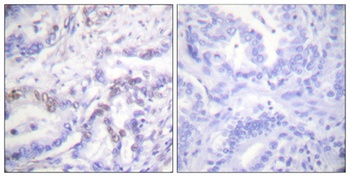Histone H3 (phospho Thr3) rabbit pAb