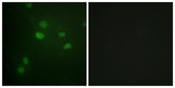 Histone H3 (phospho Thr11) rabbit pAb