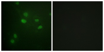 Histone H3 (phospho-Thr11) antibody