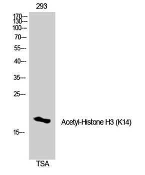 Histone H3 (Acetyl Lys14) rabbit pAb