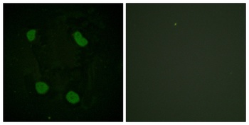 Histone H3 (Acetyl Lys14) rabbit pAb