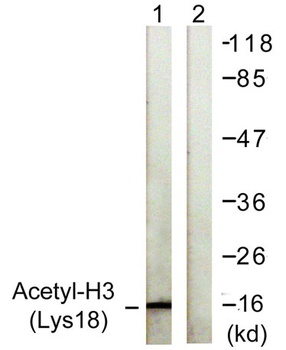 Histone H3 (Acetyl Lys18) rabbit pAb