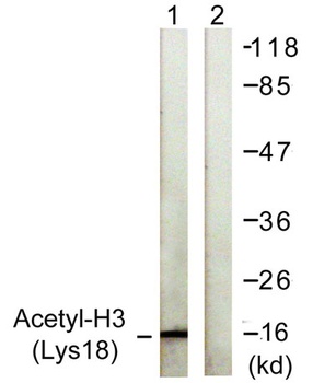 Histone H3 (Acetyl Lys18) antibody