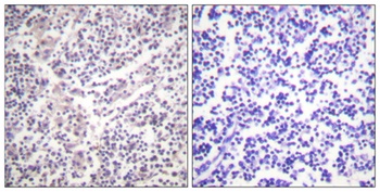 Caspase-3 (phospho Ser150) rabbit pAb
