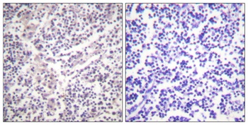 Caspase-3 (phospho-Ser150) antibody