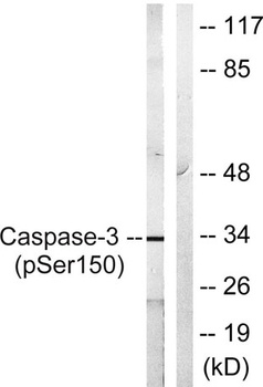 Caspase-3 (phospho-Ser150) antibody