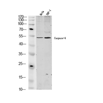 Caspase-4 rabbit pAb