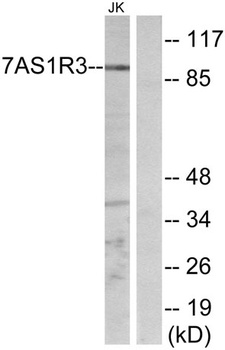 T1R3 rabbit pAb