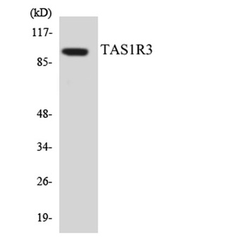 T1R3 rabbit pAb