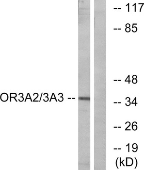 Olfactory receptor 3A2/3A3 rabbit pAb