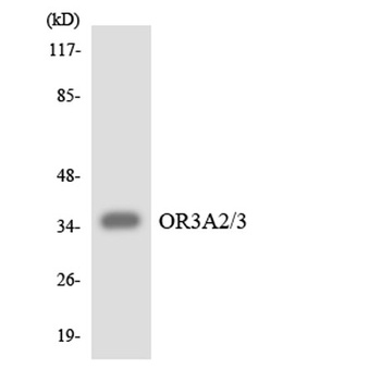 Olfactory receptor 3A2/3A3 antibody