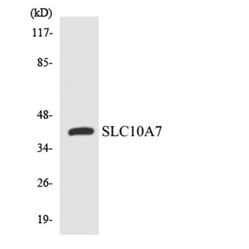 SLC10A7 rabbit pAb
