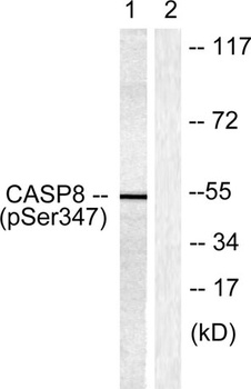 Caspase-8 (phospho Ser347) rabbit pAb