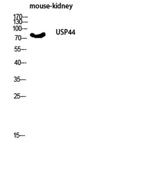 USP44 antibody