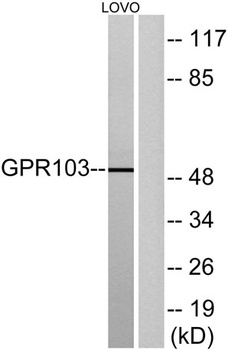 GPR103 rabbit pAb