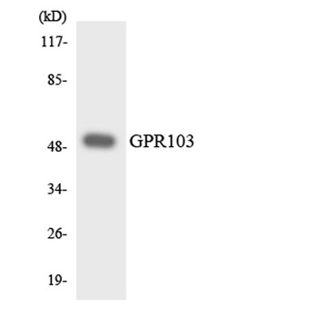 GPR103 rabbit pAb