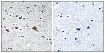 BCAR3 antibody