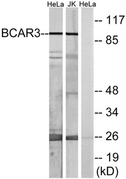 BCAR3 rabbit pAb