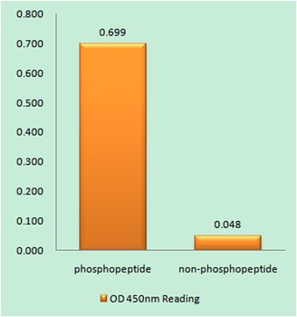 Caspase-9 (phospho Ser196) rabbit pAb