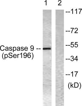 Caspase-9 (phospho-Ser196) antibody