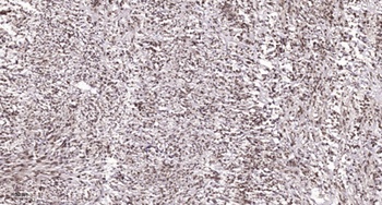 Caspase-9 (phospho Ser196) rabbit pAb