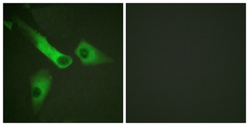 Caspase-9 (phospho Tyr153) rabbit pAb