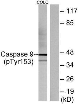 Caspase-9 (phospho Tyr153) rabbit pAb